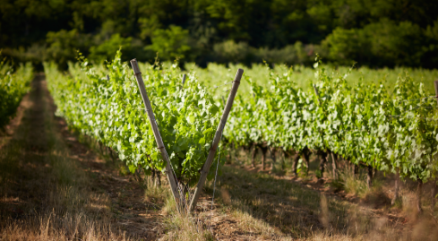 Simonnet Febvre Domaine in the Auxois_Lyre training